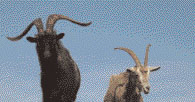 Billy Goats