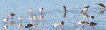 Black Tailed Godwits