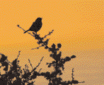 Dunnock singing from Blackthorn tree