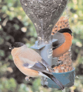 Female (front) and male bullfinch on sunflower feeder