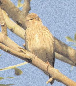Female Linnet