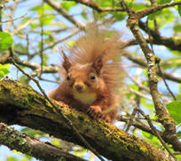 Red Squirrel