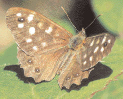 Speckled Wood Butterfly