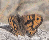 Wall Brown Butterfly