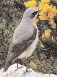 Wheatear on Killiney Hill, Spring 2010