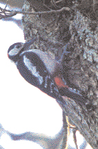 Woodpeckers in Cabinteely