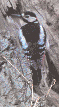 Woodpeckers in Cabinteely