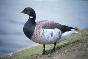 Brent Goose