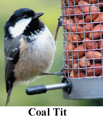 Coal Tit