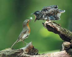 Baby Cuckoo fed by Meadow Pipit