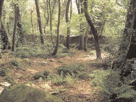 Dalkey Woods