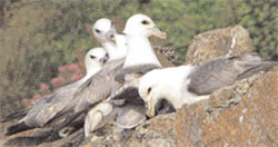 Fulmars