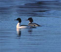 Goosanders