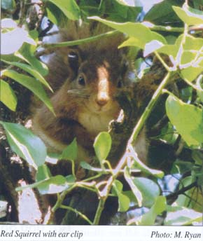 Red Squirrel with Ear Clip