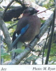 Jay in Dalkey Woods