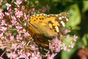 Painted Lady