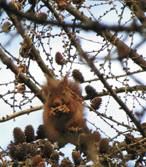 Red Squirrel