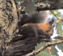 Reg Squirrel