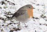 Robin red breast