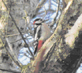 Great Spotted Woodpecker