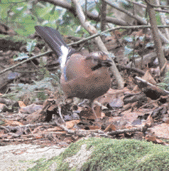 Killiney Jay