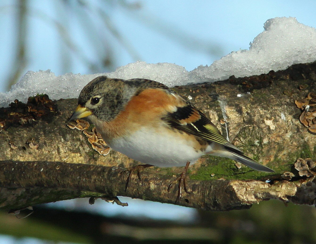 Brambling