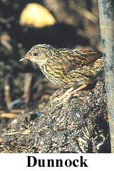 Dunnock