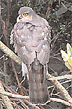 Sparrow Hawk