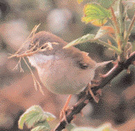 Whitethroat with nest matter